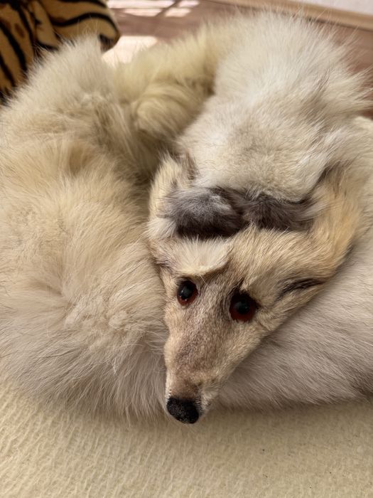 Шал от бяла лисица