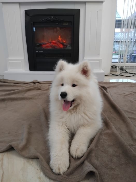 Samoyed baietel din parinti cu pedegree