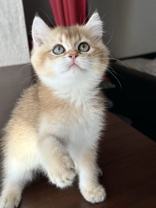 Baietel british shorthair golden superb ! Certificat pedigree !