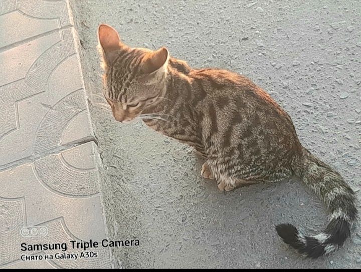 Потерялся чей-то котик.