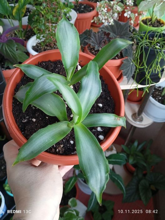 Продам. Растения