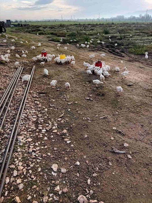 Малки пиленца порода Росс 308