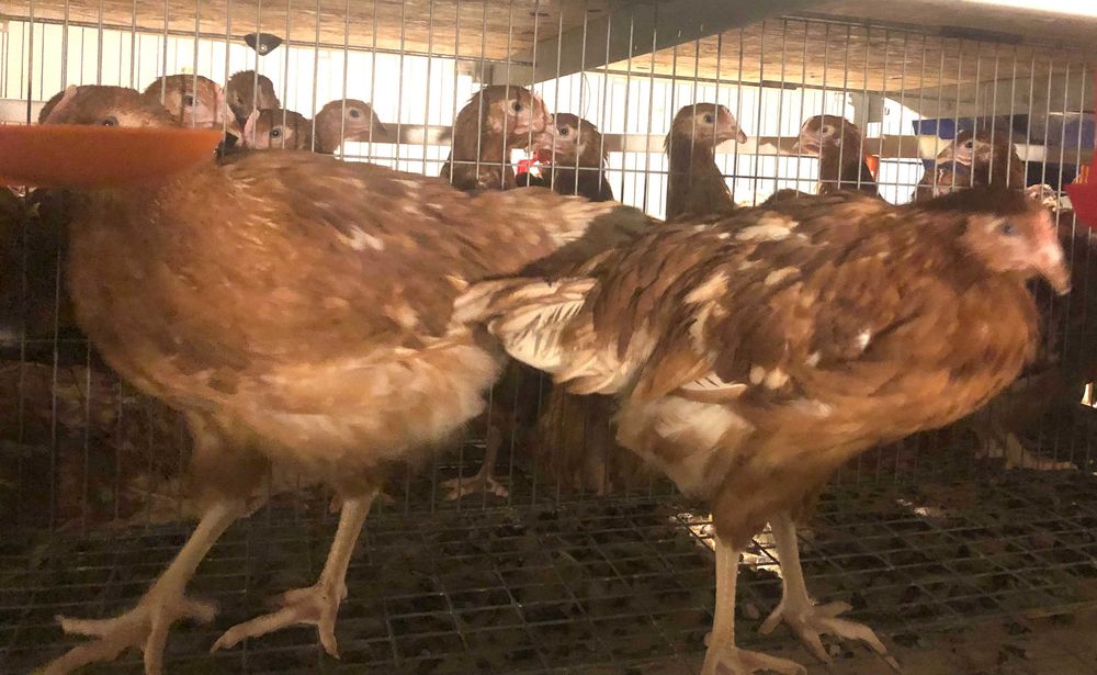 Avicola Balagri srl, Vinde puicuțe ouătoare Lohmann Classic