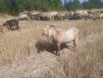 Țap Anglo-nubian 1 an jumate