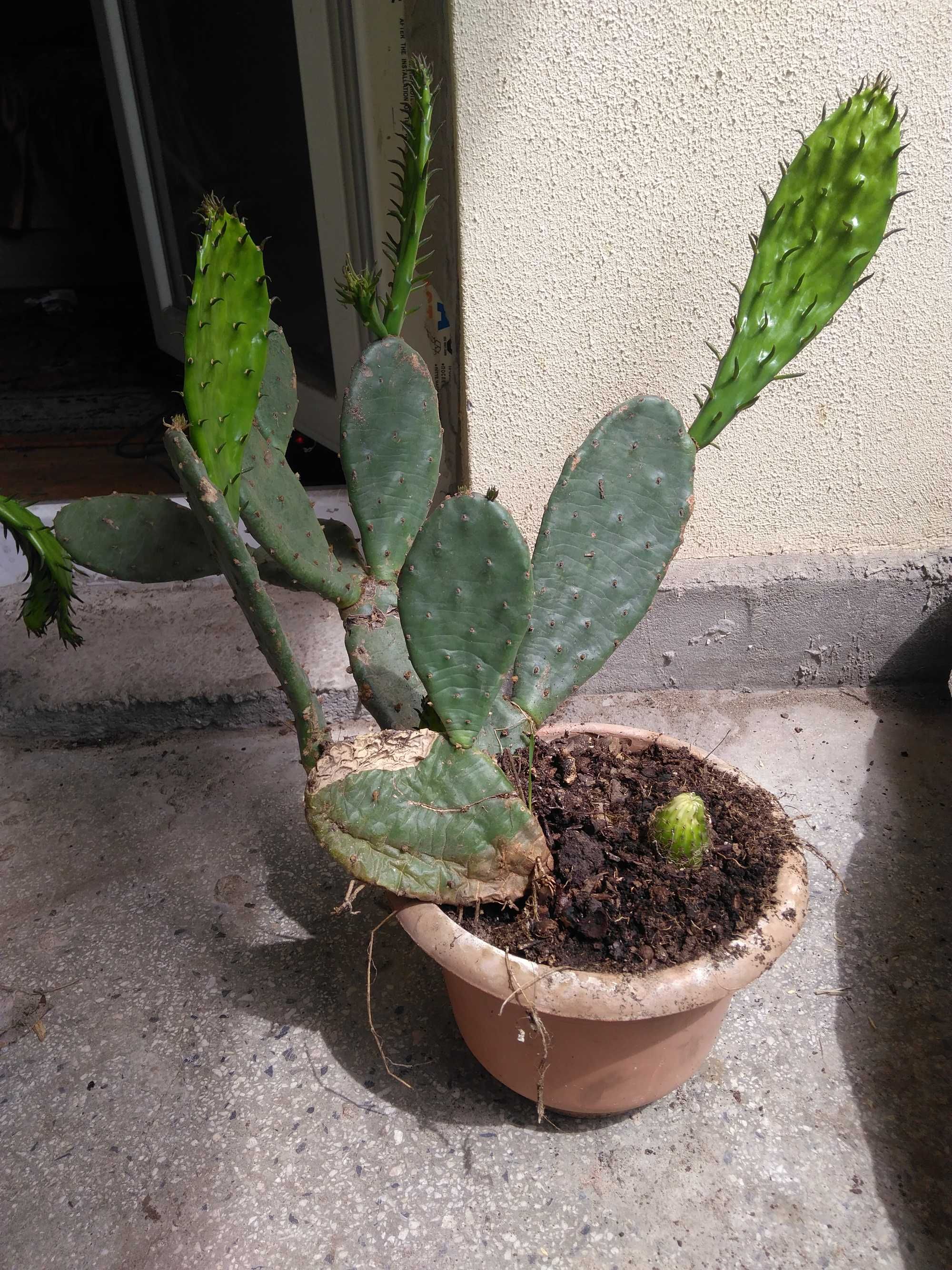 Саксии с незамръзващ кактус