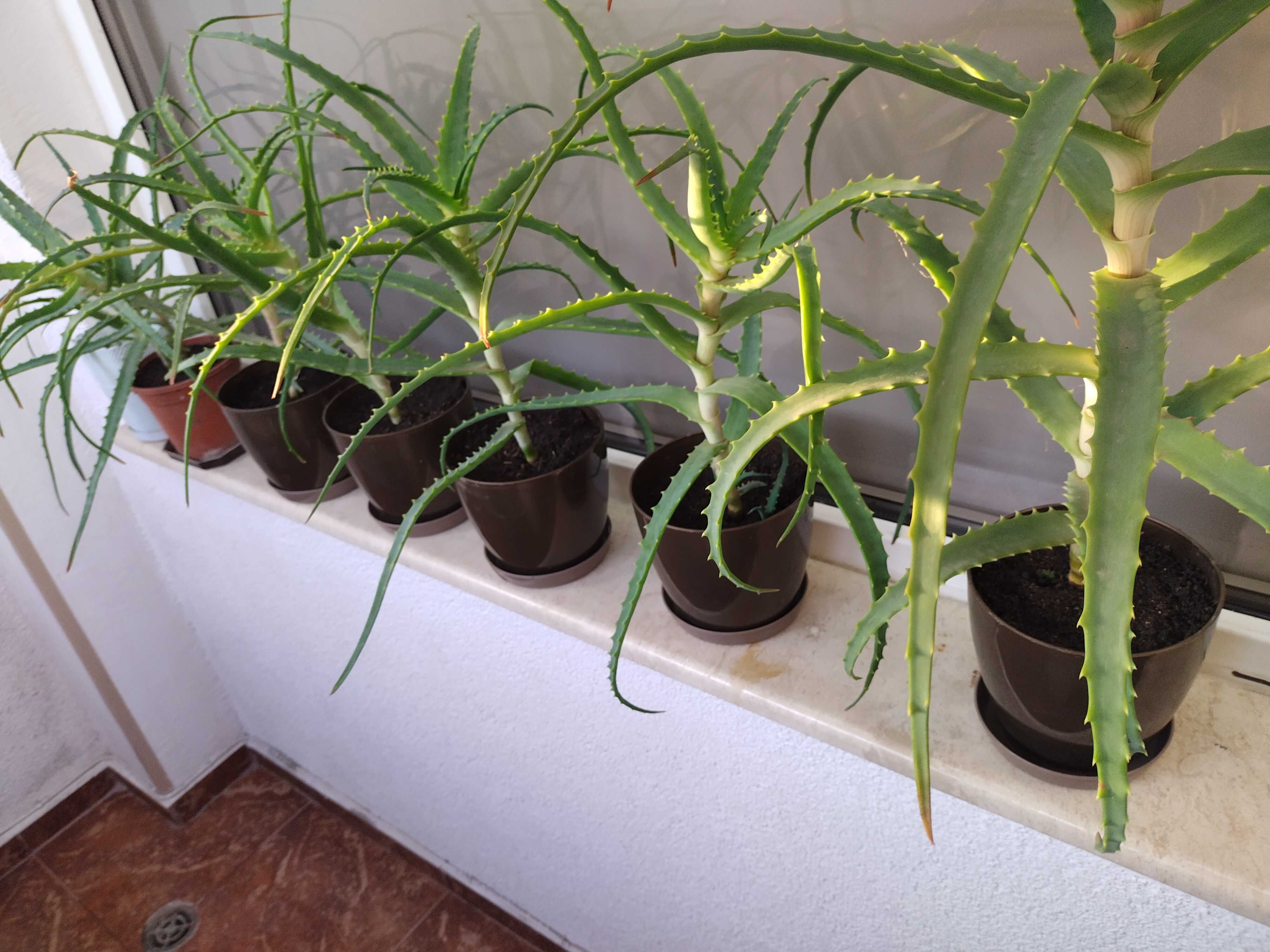 Алое вера(Aloe Аrborescens)лечебно дървовидно растение