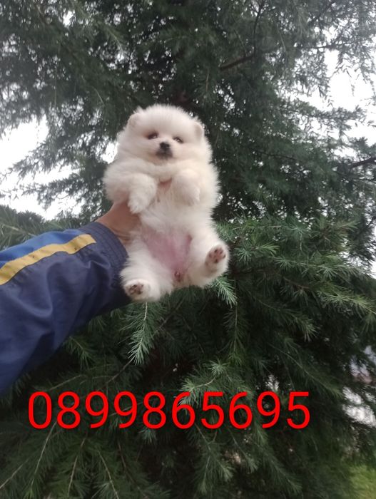 Бели мъжки и женски кученца Померанчета.