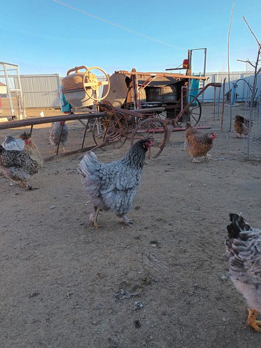 Ouă de vânzare de la găini de țară