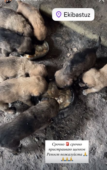 отдам щенят маленькие, мальчики и девочки