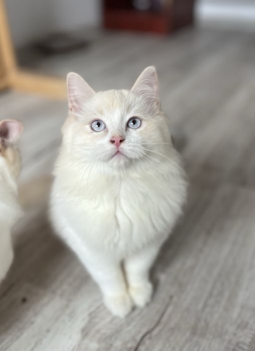 Motănel Ragdoll cream bicolor