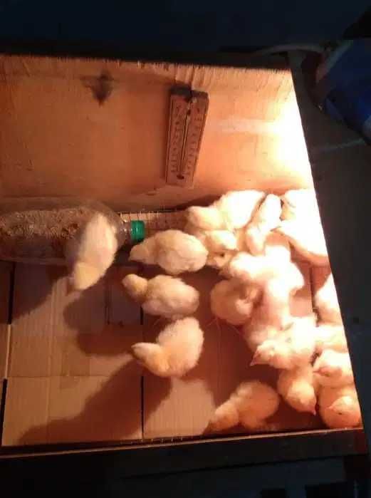 Jo'jalar - Oq tovuq xo'roz