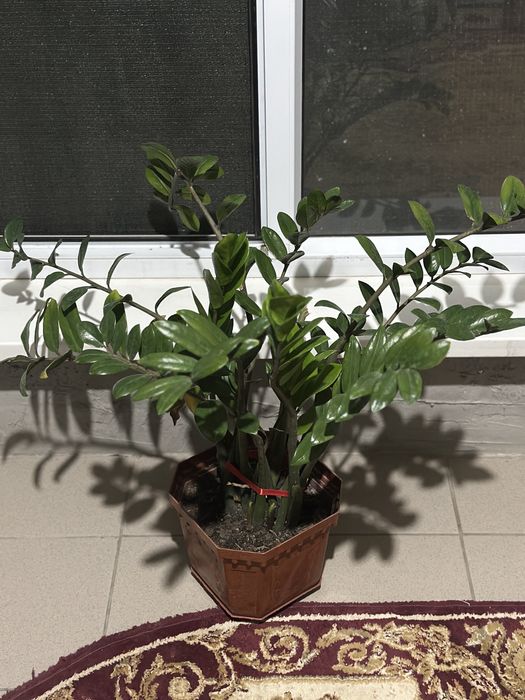 “Доллар” офисный цветок