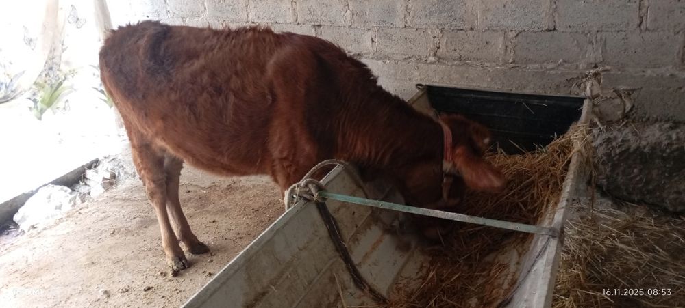 Гуножин сотилади