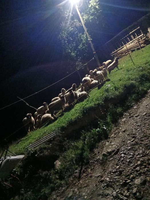 14 Miei de vânzare