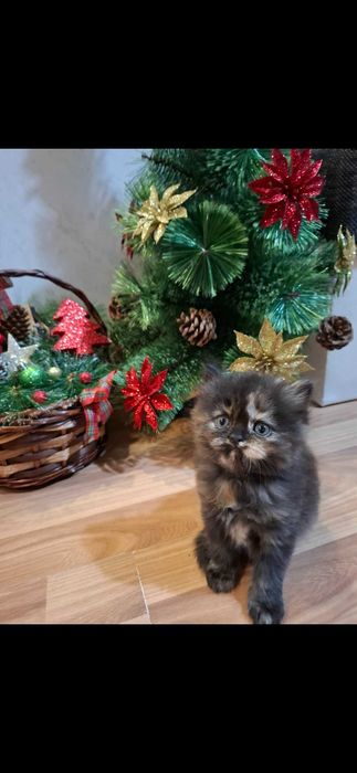 Персийски котета