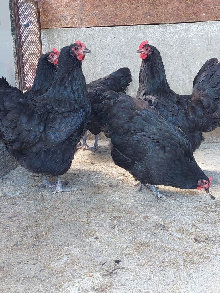 Gaini australorp negru