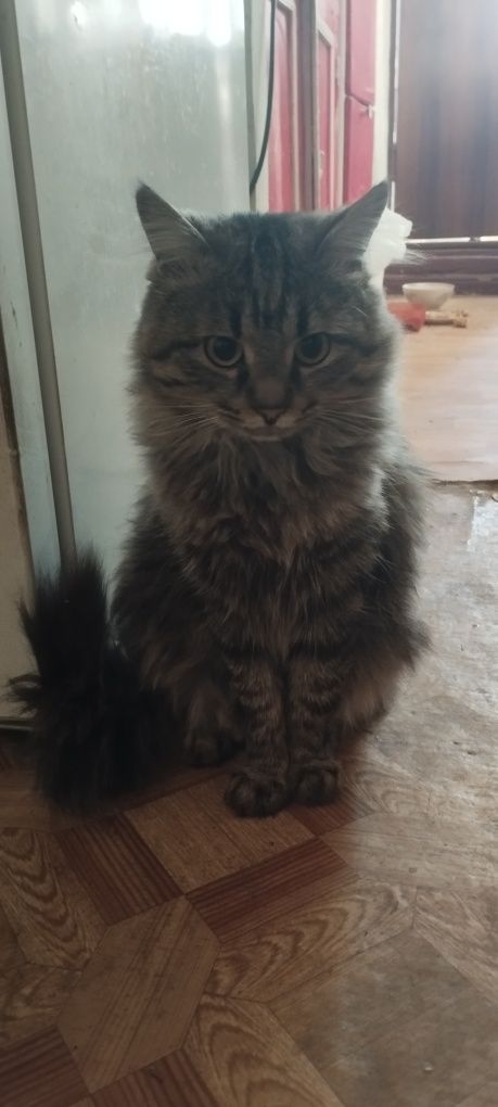 Кот Барсик помесь