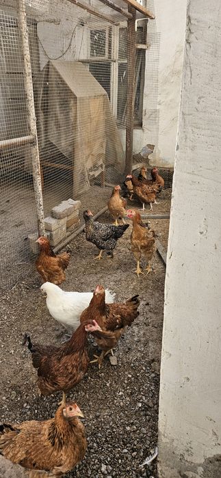 Куры домашние. Птица здоровая, привита.