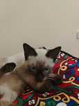 Котёнок сиамский