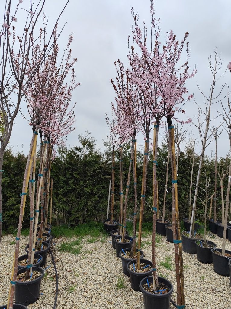 Prunus Nigra  4m +
