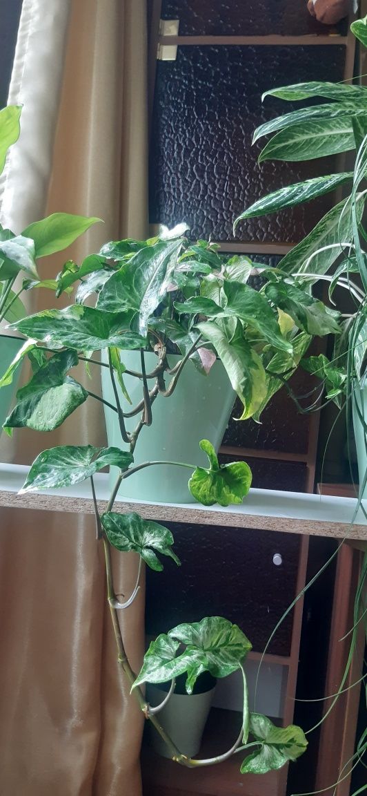 Продам сингониум , 2 разных сорта