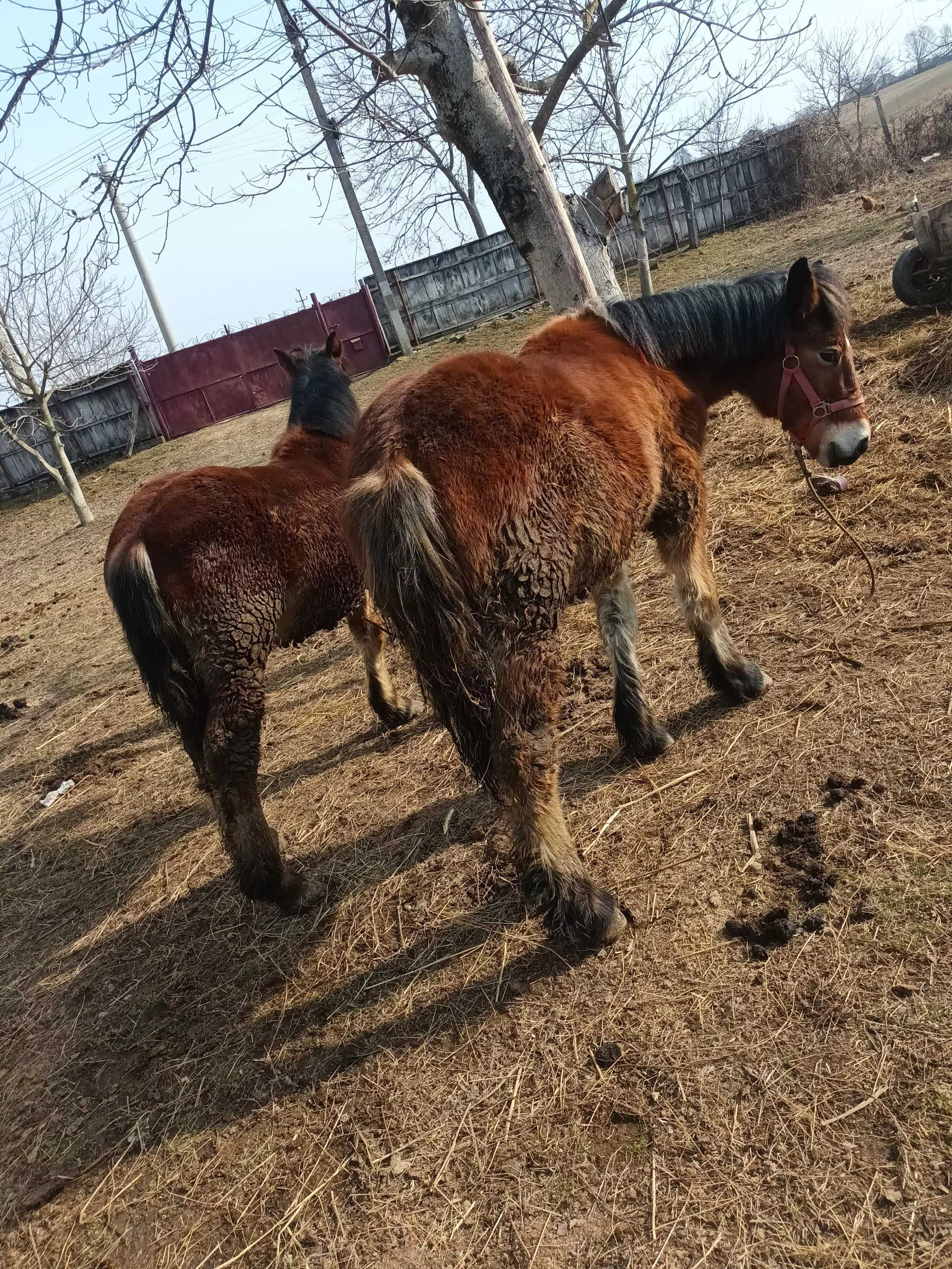 Manji si vaca de vanzare