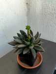 Plante suculente Echeveria