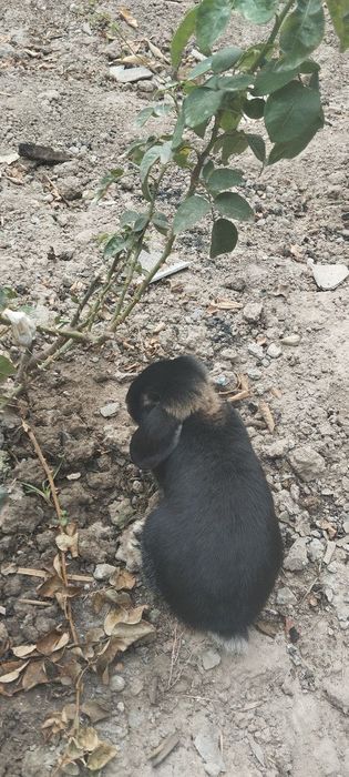 Quyon baran juft yaxshi parvarish qilingan
7/8 ойли
Пара 
Донаси 500 0