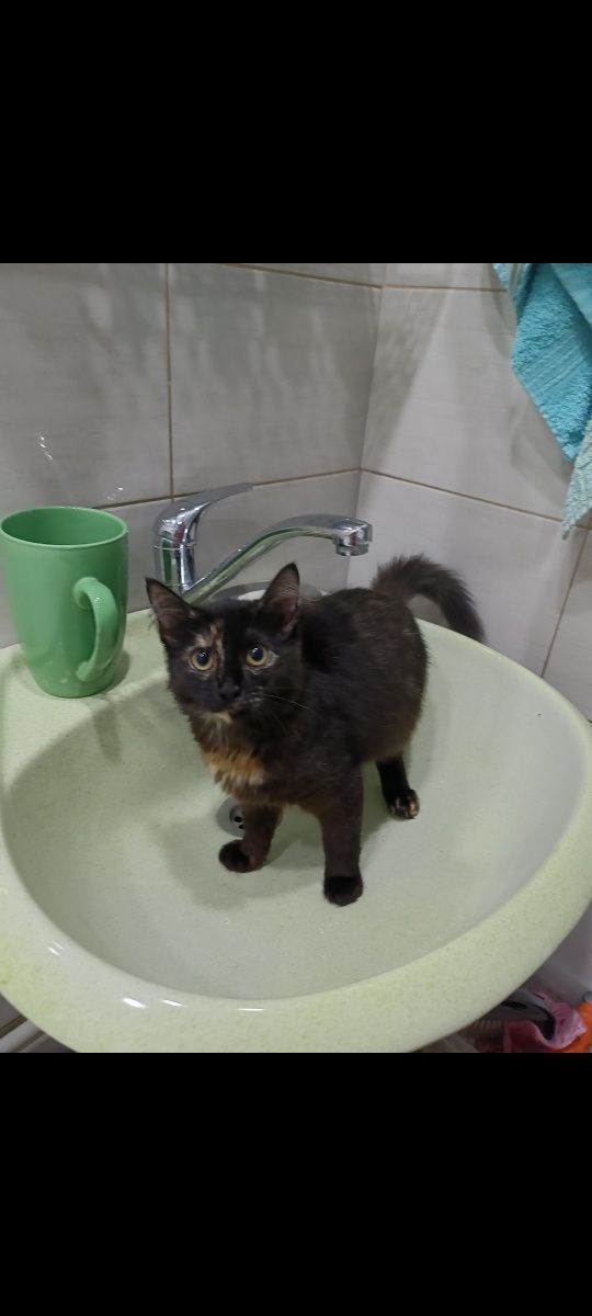 Кошечка ищет дом