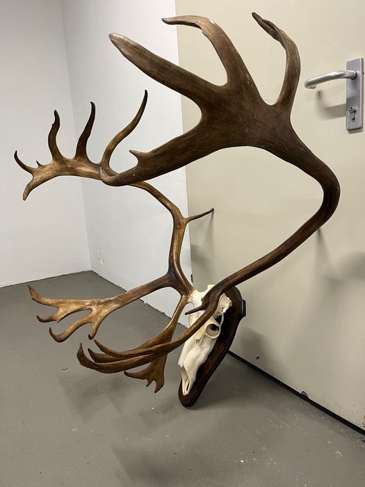 Огромен трофей от карибу - Северен Елен