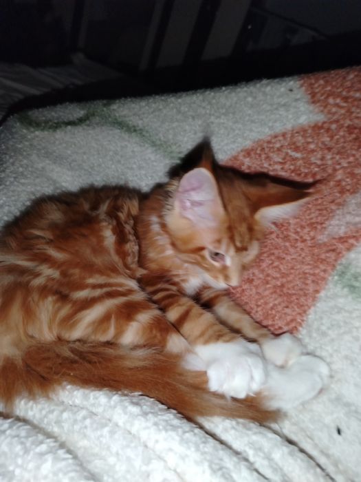Baietel Maine Coon