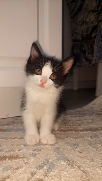 Отдам даром котят