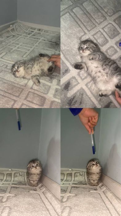 Scotish fold heyland 1,5oyli