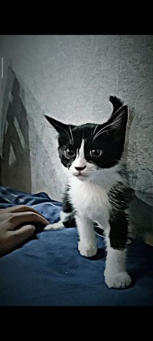 Отдам котенка в добрые руки