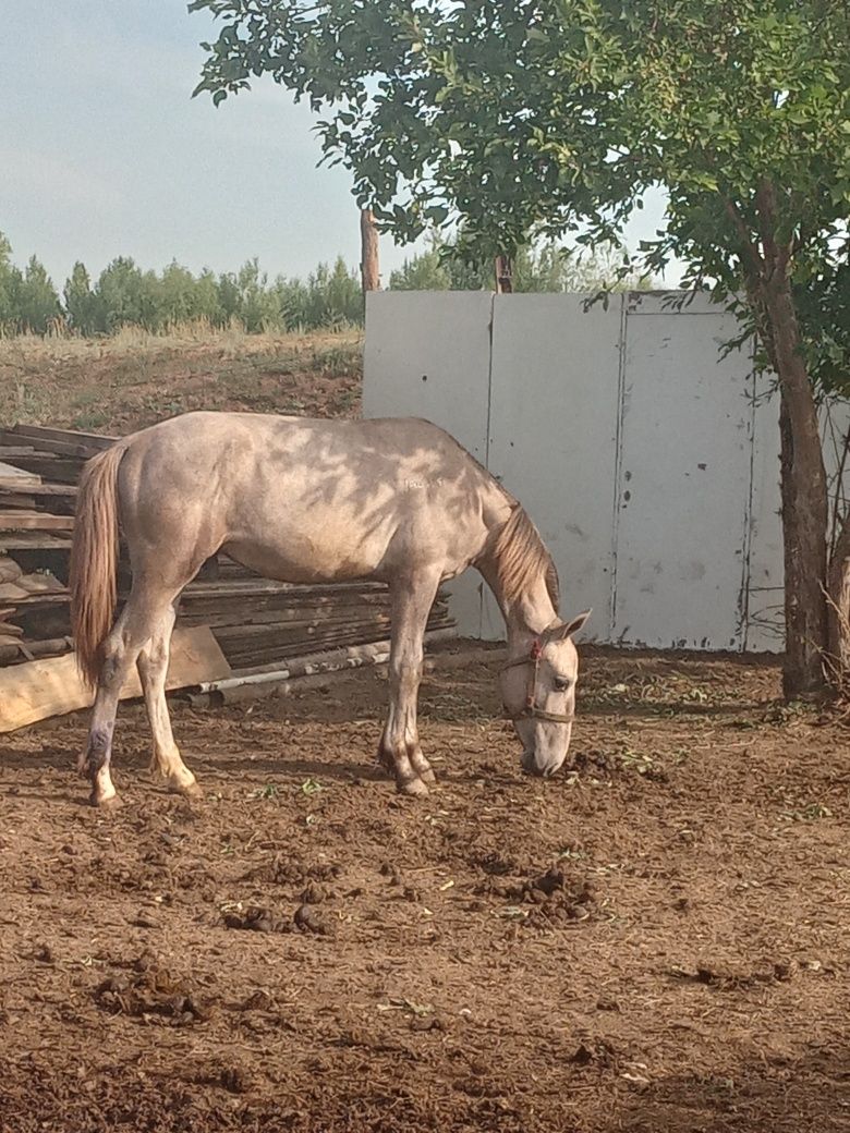 Продам жеребца или обмен