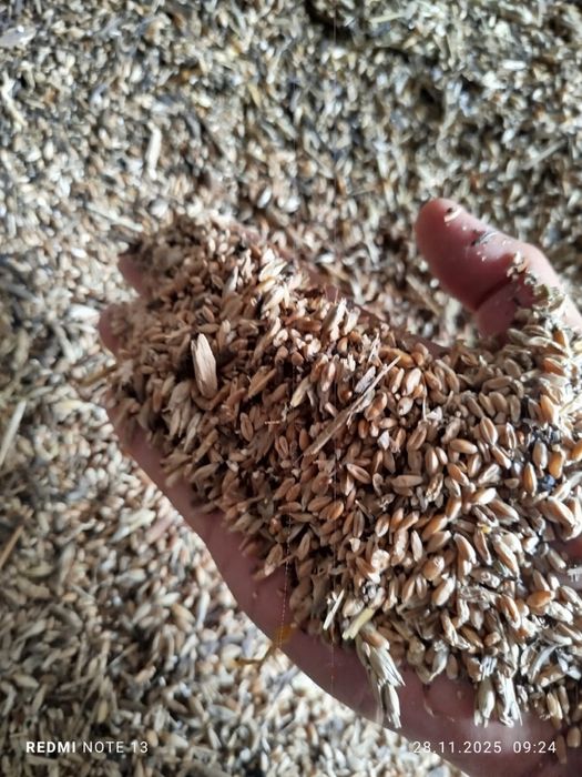 Продам зерно отход