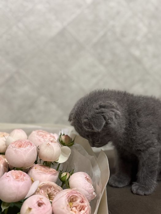 шотландская вислоухая