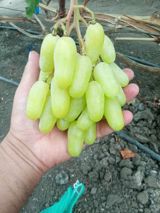 Vita de vie anul 3 struguri mari de masa