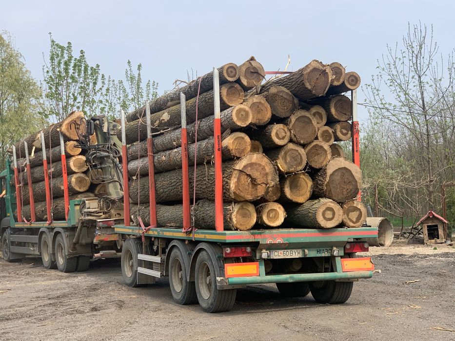 Buștean plop ea , lemn de foc , gater .