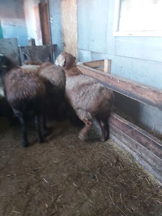 Мясо баранина продаётся