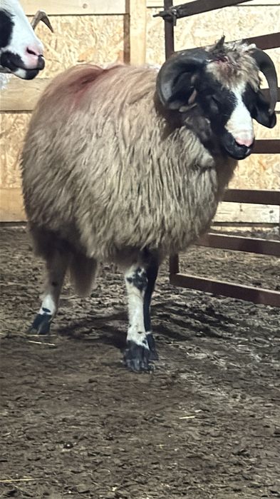 Vând un berbecuț breaz  bun