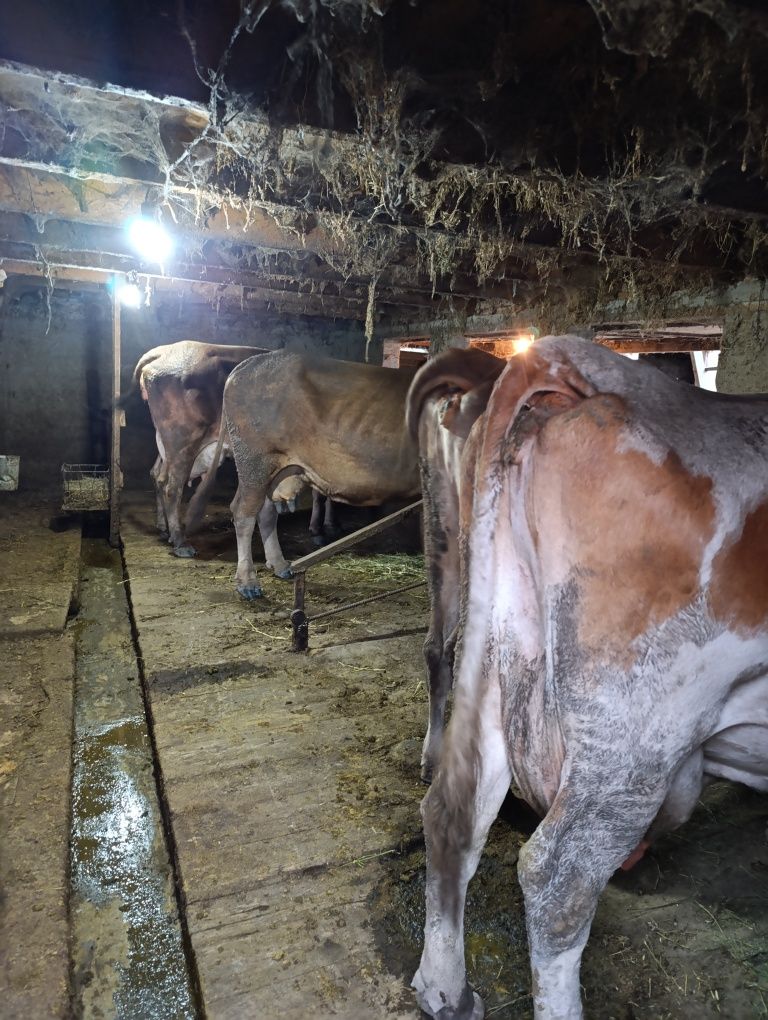 Продам дойных коров