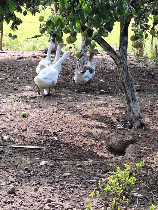 Vânt 4 gâște, 3 femele și 1 mascul