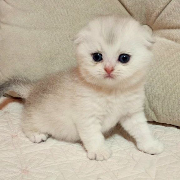 Продаётся чудная девочка скотишфолд,шиншилла.