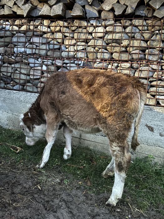 Vitea baltata de 4 luni