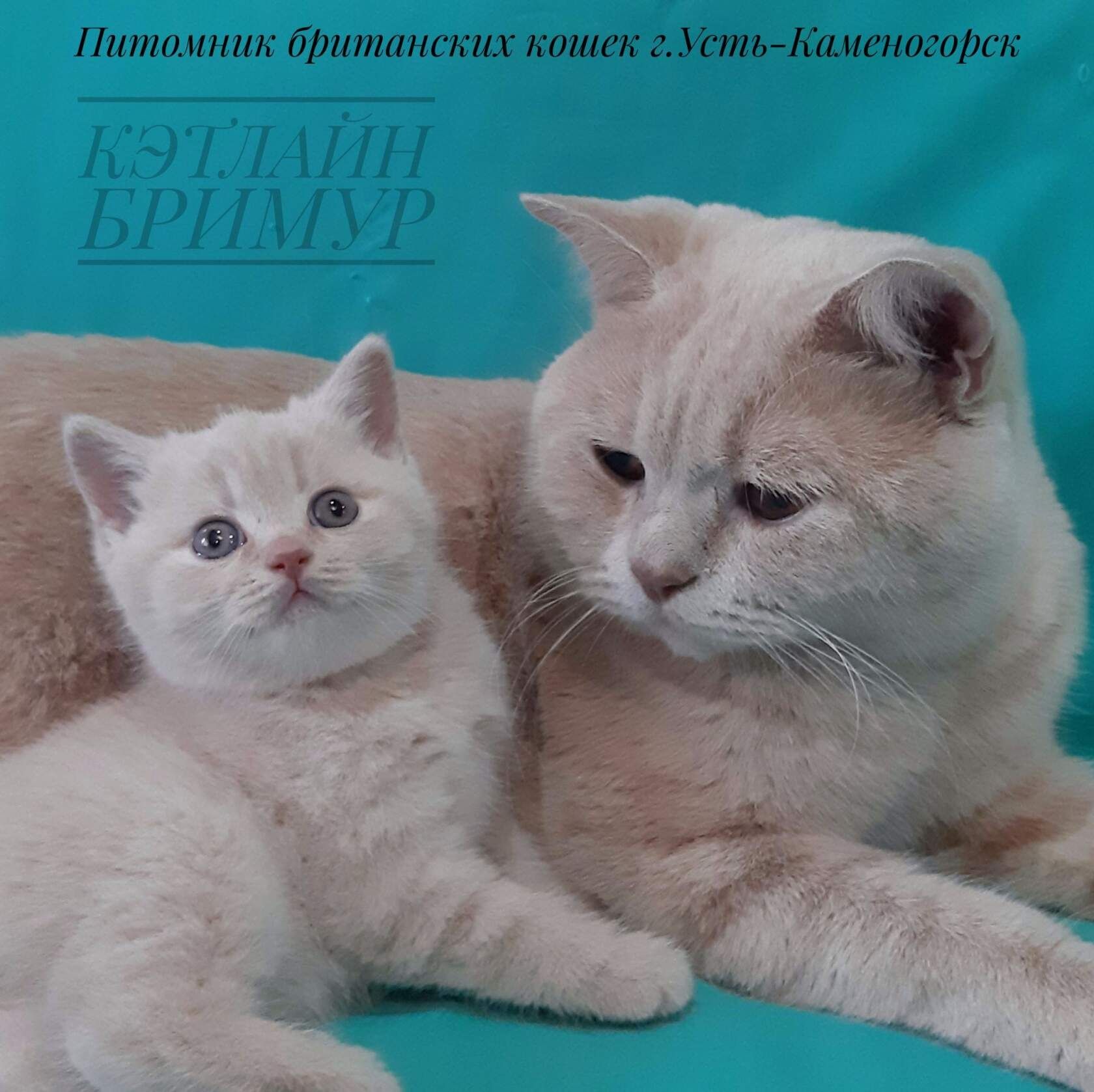 Настоящие Британские котята из питомника!