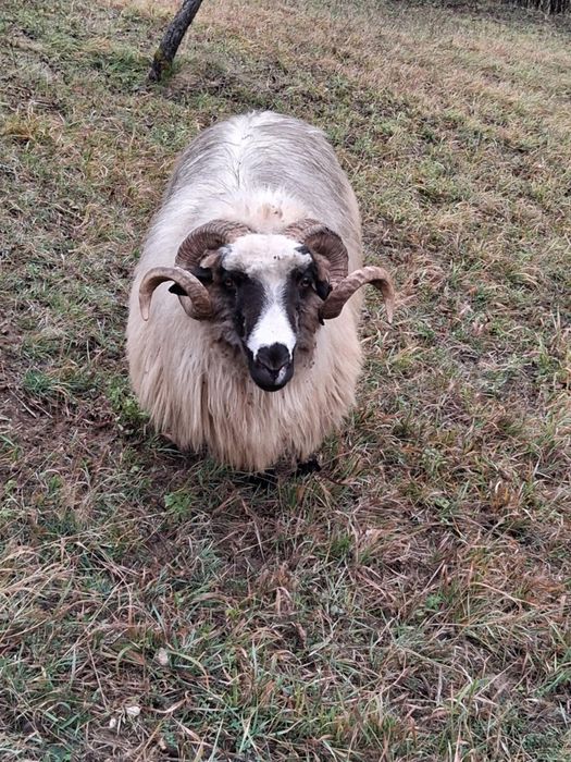 Vând stramior sau schimb