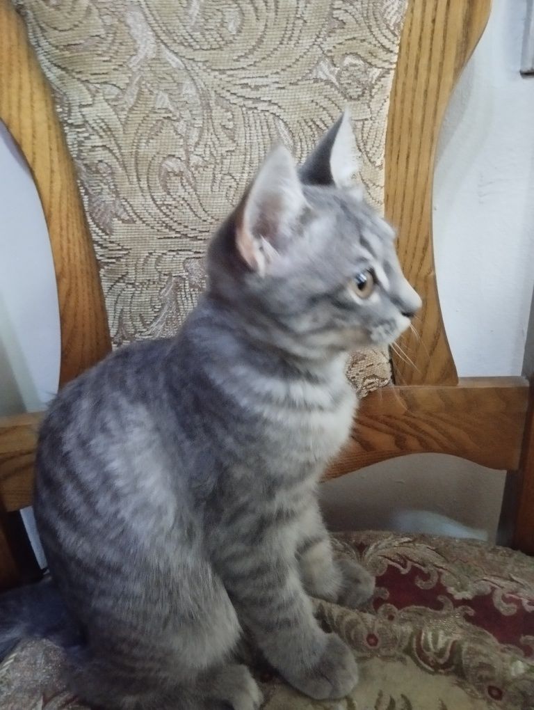 Отдам котят даром