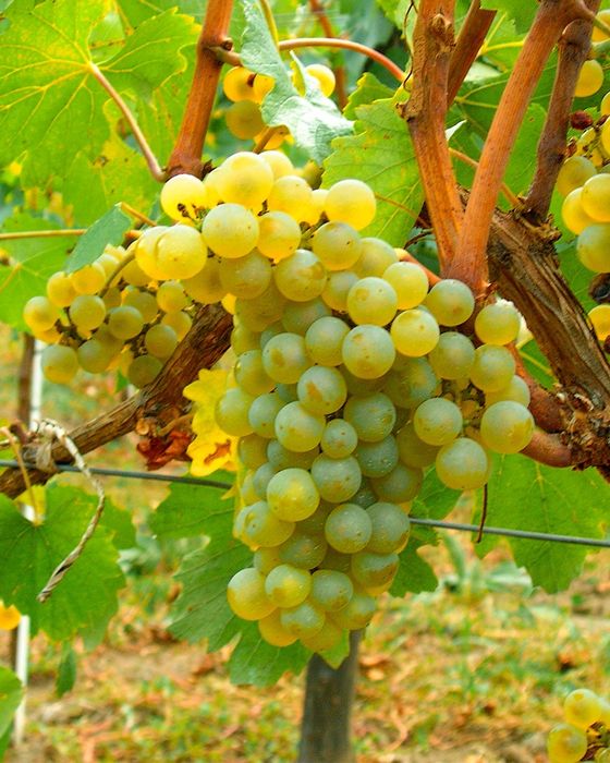 Продается виноград для вино
