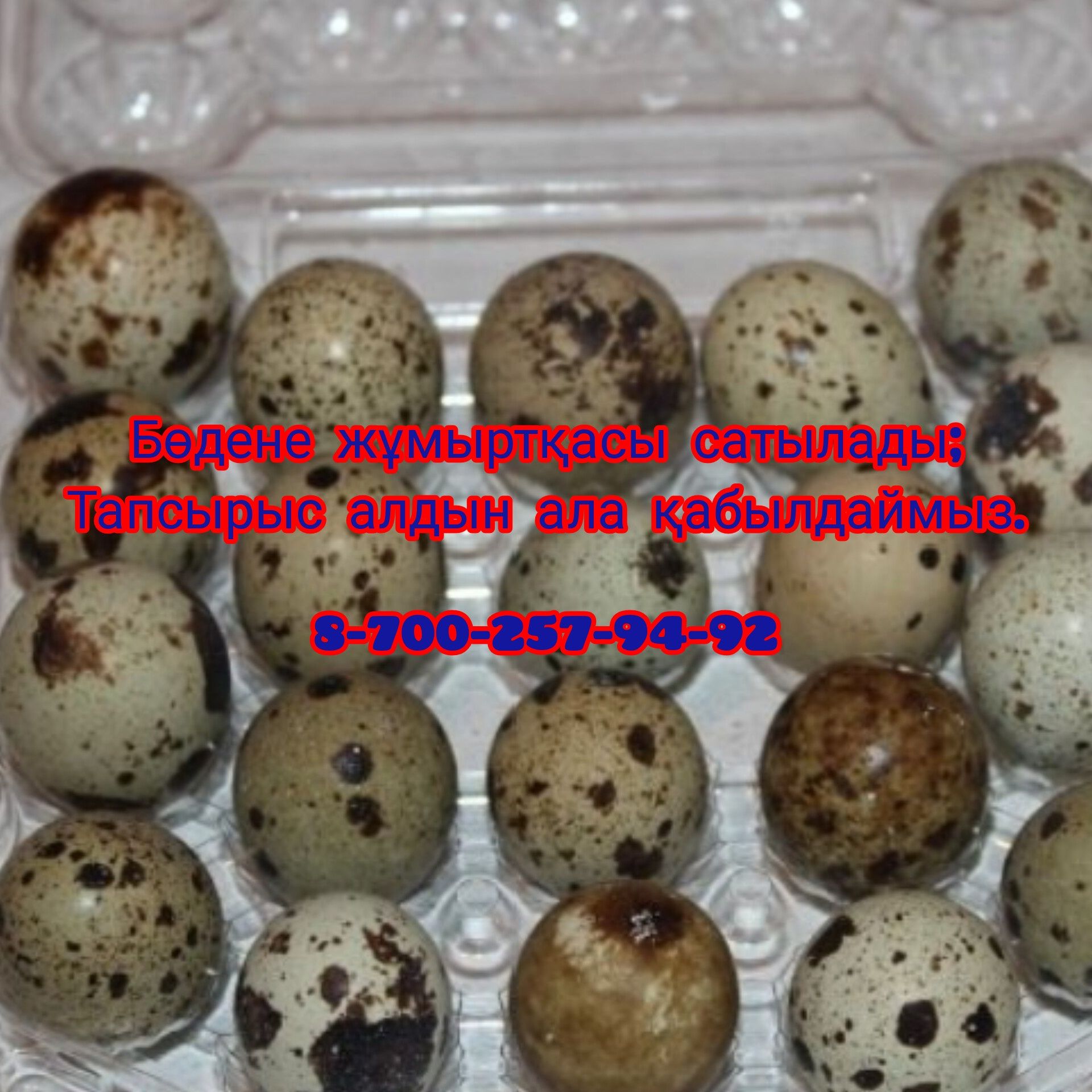 Свежие перепелные яйцом. 50тг  Балғын бөдене жұмыртқасы 50тг